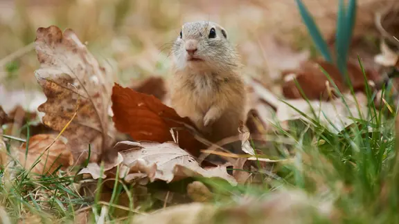 Josef Settele ist tot: Was der Biodiversitäts-Experte für Natur- und Klimaschutz bewirkt hat