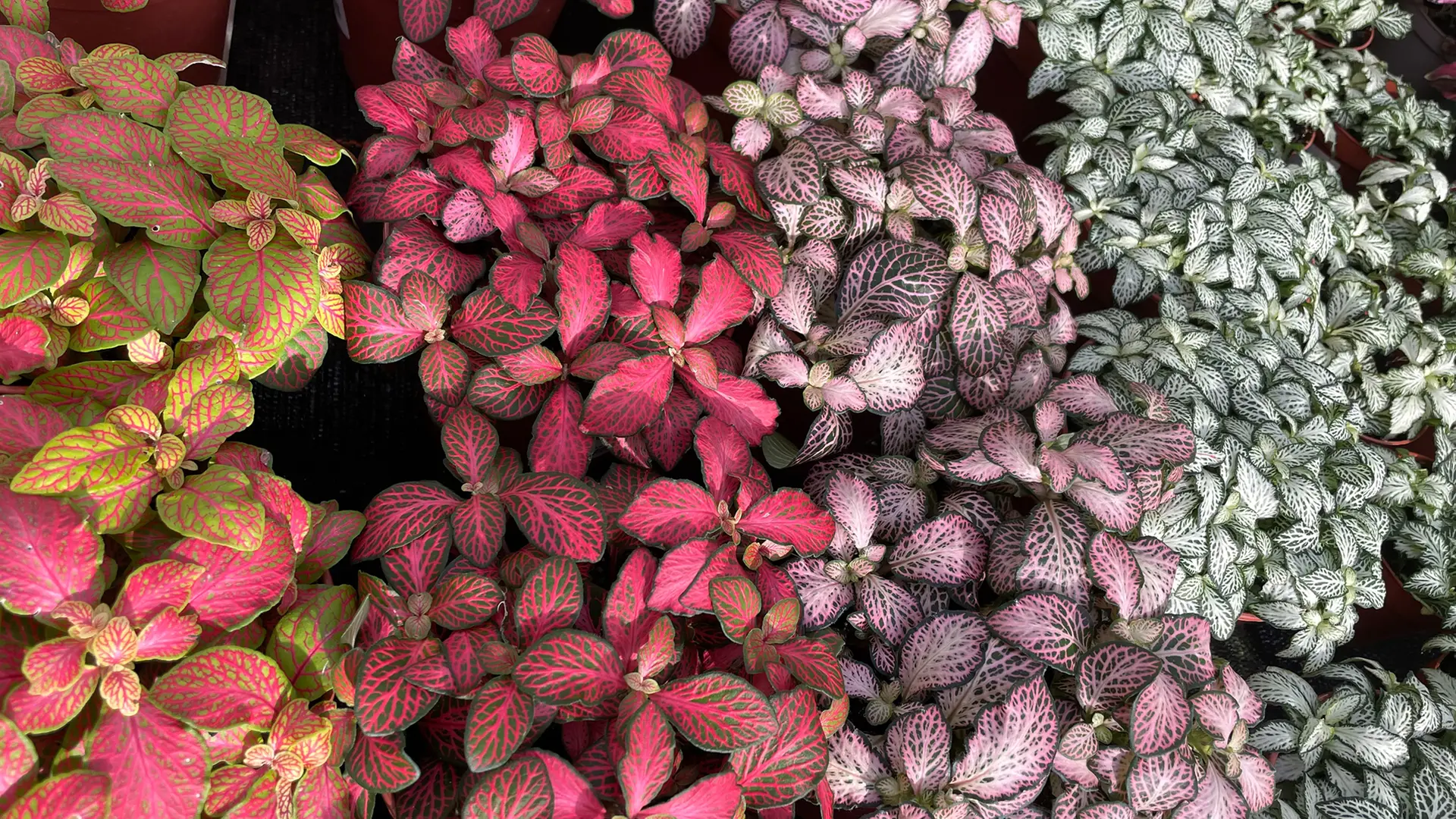 efeuartige zimmerpflanze Scindapsus pictus 'Exotica' – groß, Silber-Splash