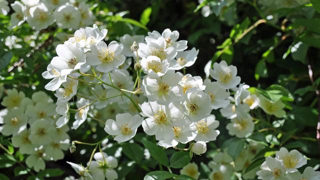 So fhlen sich Ramblerrosen wohl