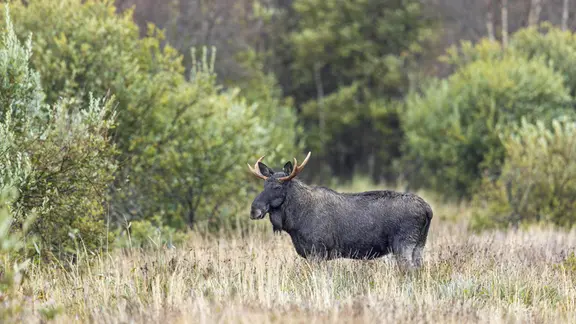 Elch auf Futtersuche im Grasland am Waldrand im Herbst