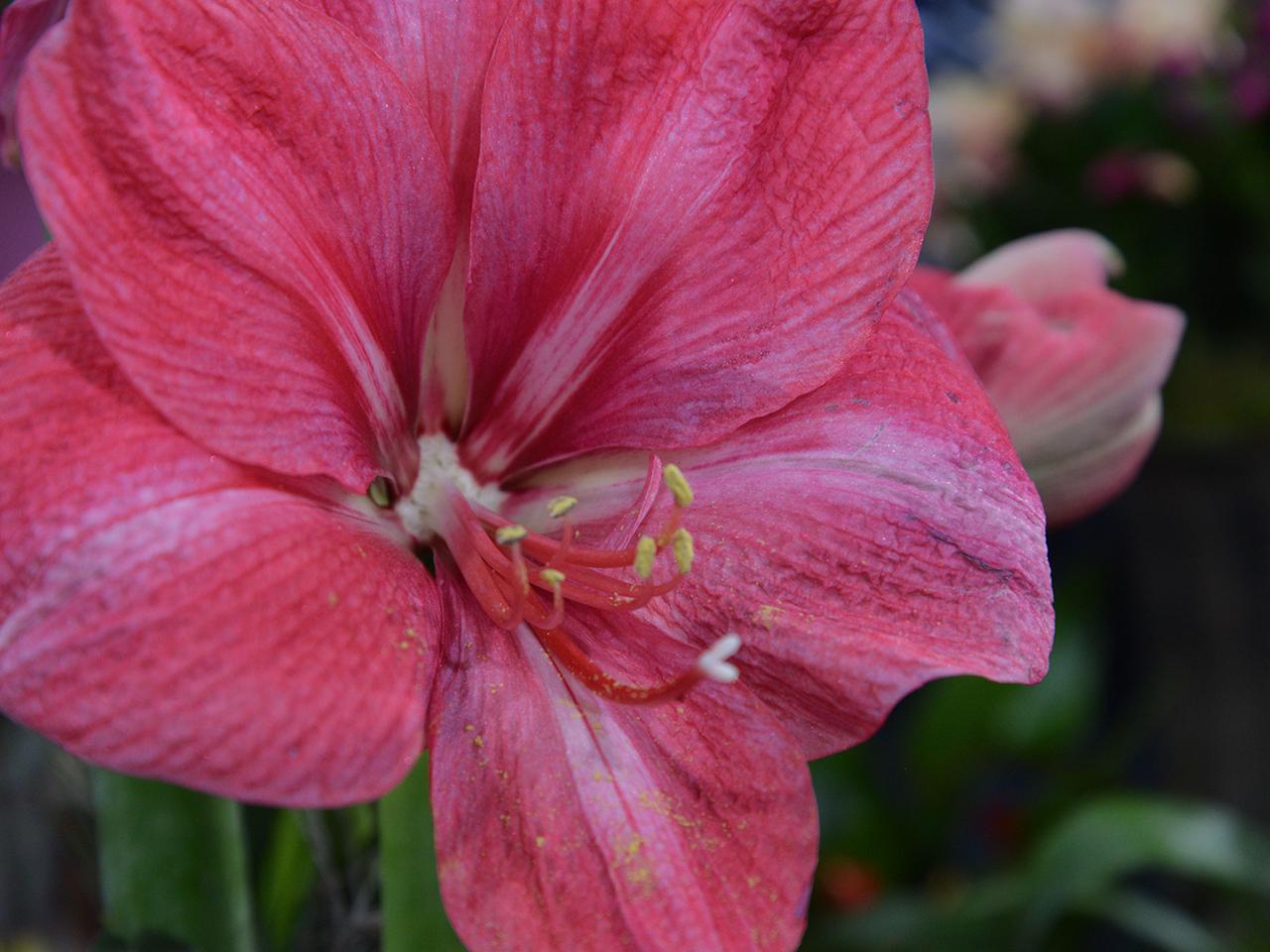 Amaryllis: So blht die Weihnachtspflanze immer wieder | mdr.de