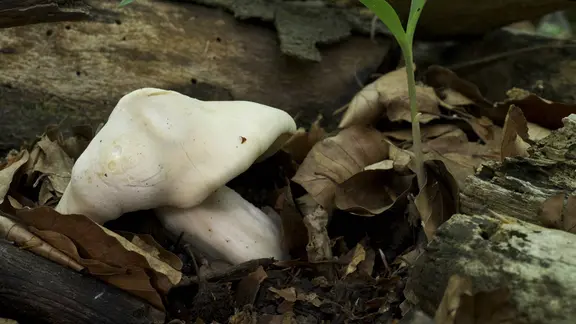 Maipilz, Calocybe gambosa