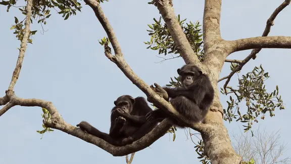 Schimpansen (Pan troglodytes) in einem Baum.
