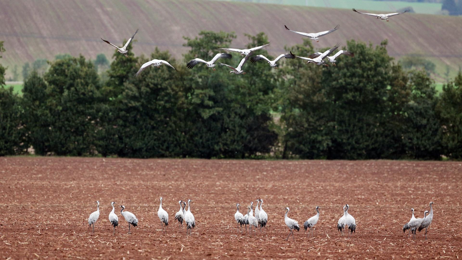 Kraniche bei der Futtersuche in der Nähe des Stausees Berga-Kelbra. Bis zu 30.000 dieser Vögel machen hier im Herbst einen Zwischenstopp auf ihrer Reise in den Süden. | picture alliance/dpa/dpa-Zentralbild | Sebastian Willnow
