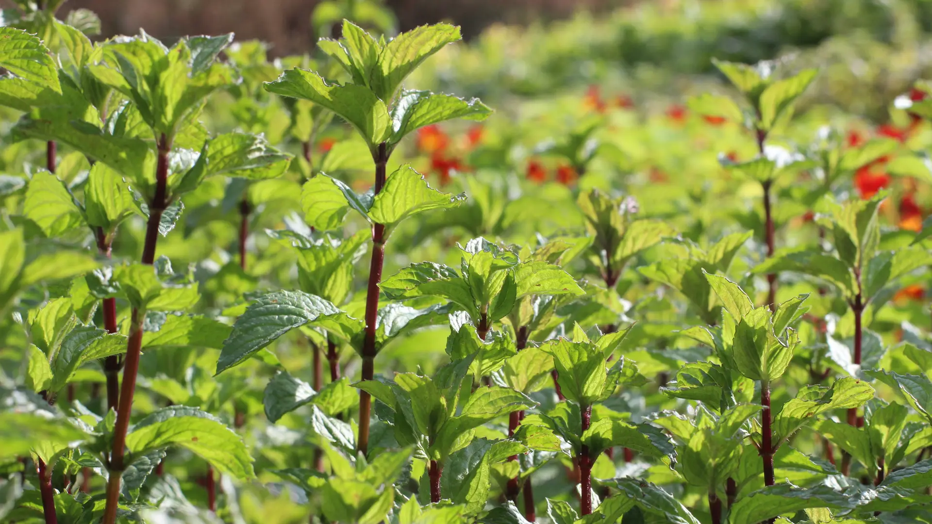 Echte Pfefferminze im Garten anbauen | mdr.de
