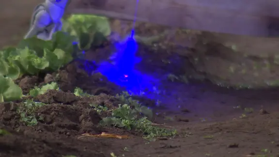 kleine Pflanzen auf einem Feld werden mit einem blauen Laserstrahl beschossen.