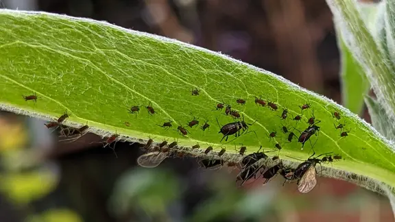 garten des lebens saatgut regionales Wildpflanzen Saatgut für den Garten (10qm) 🌼 – keep it grün main image 0