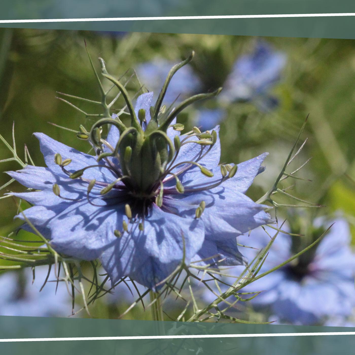 5 blaue Sommerblumen fr den Garten | mdr.de