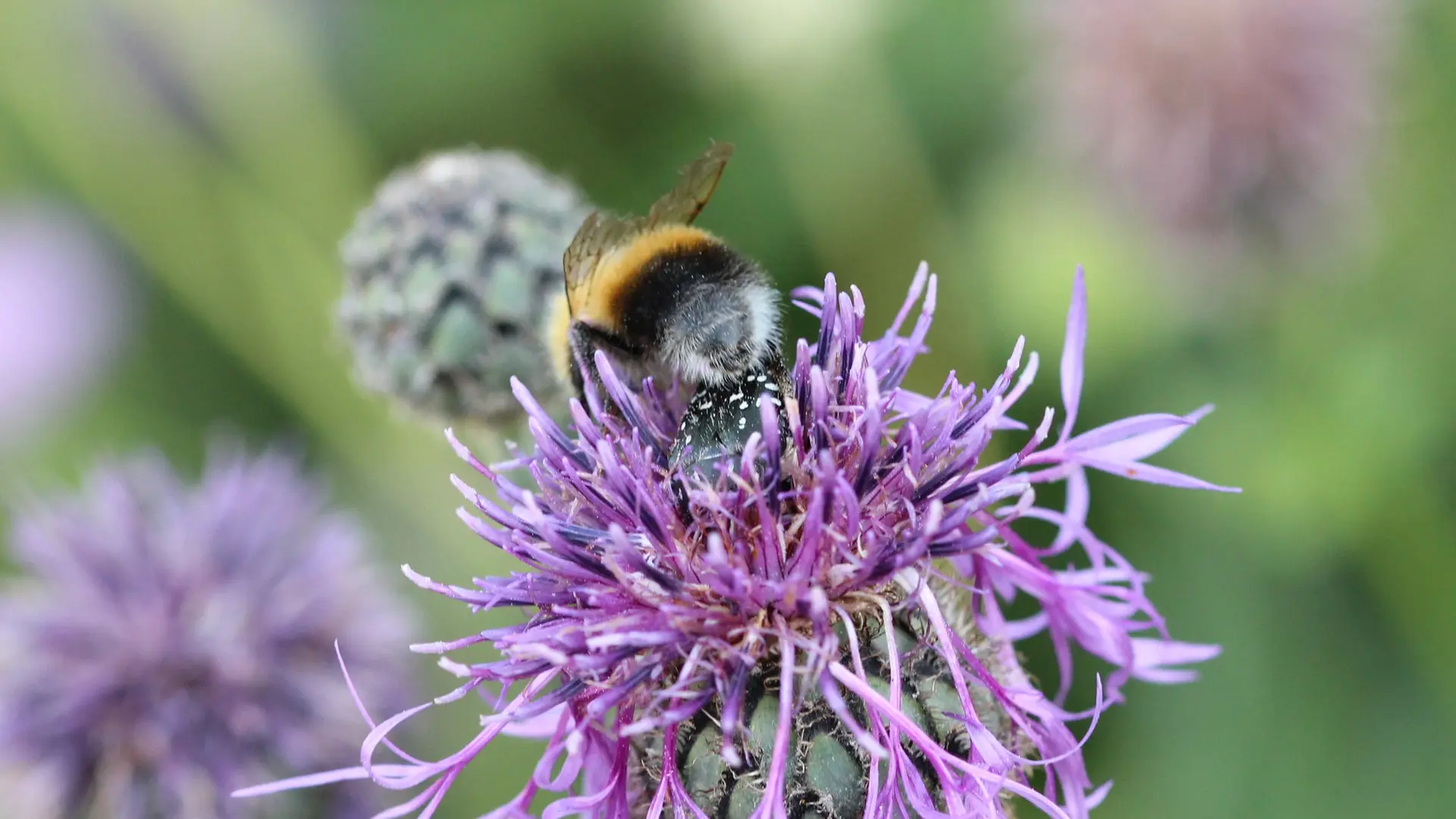 Bienenstock-Isolierhülle Winter – Wasserdicht, Winddicht, 600D Oxford + Perlbaumwolle
