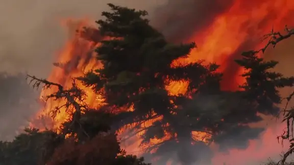 Ein Baum in Flammen