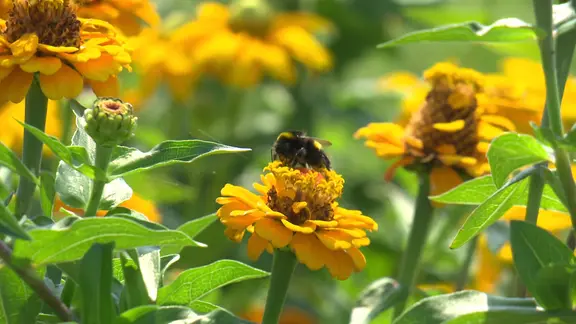 Hummel auf einer Blume