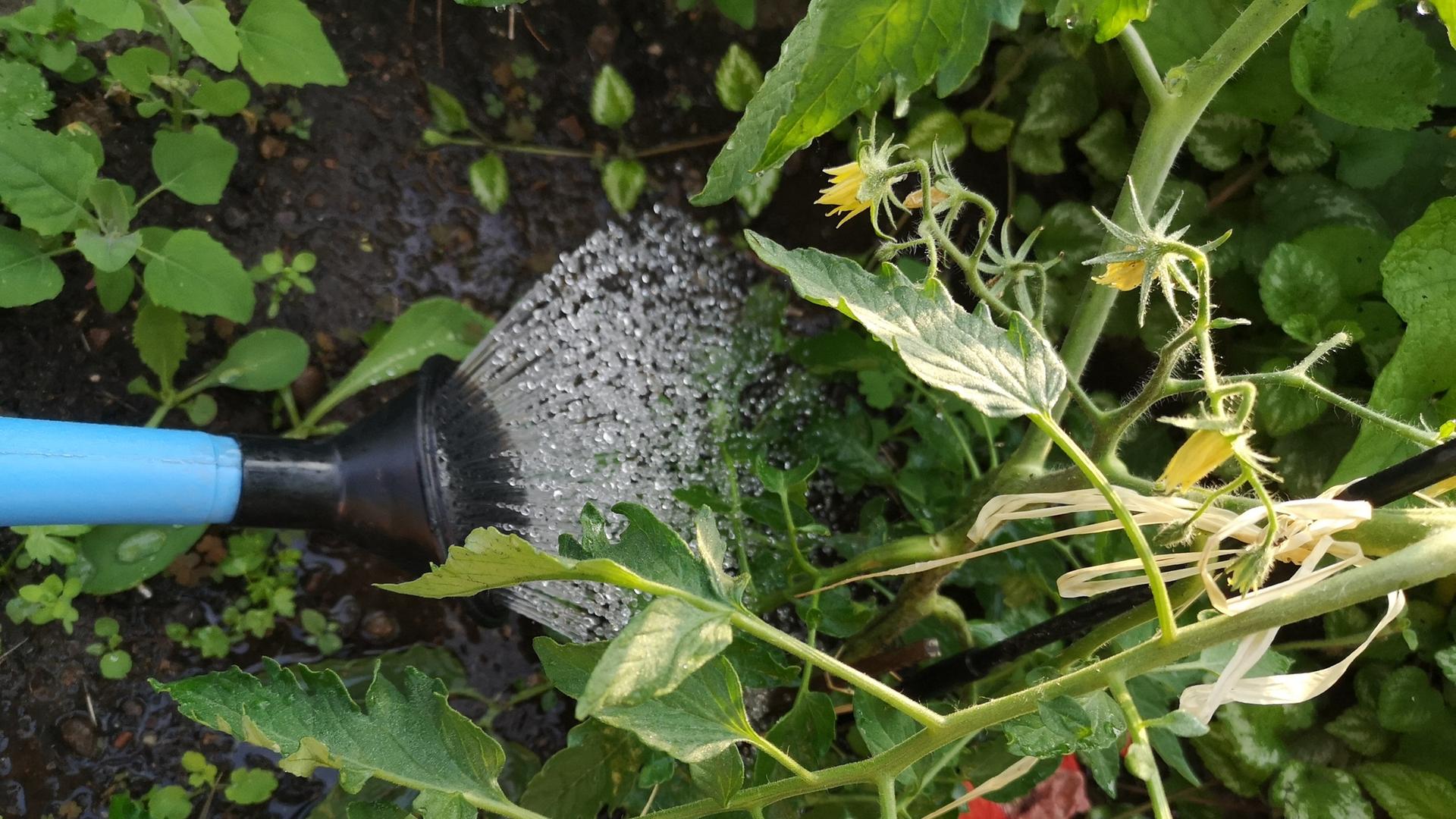 Halbzeit im Tomatengarten: Dngen und pflegen | mdr.de