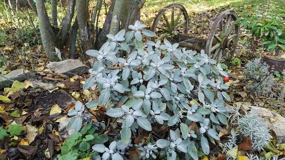 Thymian: Fnf geniale Ideen, das Kraut im Garten zu pflanzen | mdr.de