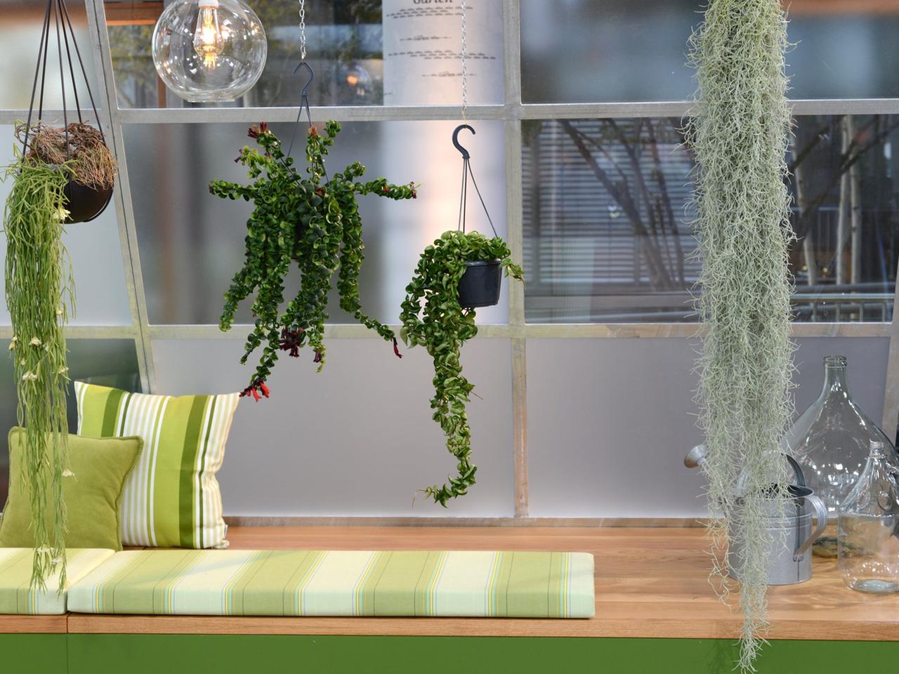 thuja smaragd größe Thuja occidentalis 'Smaragd' / Lebensbaum main image 1