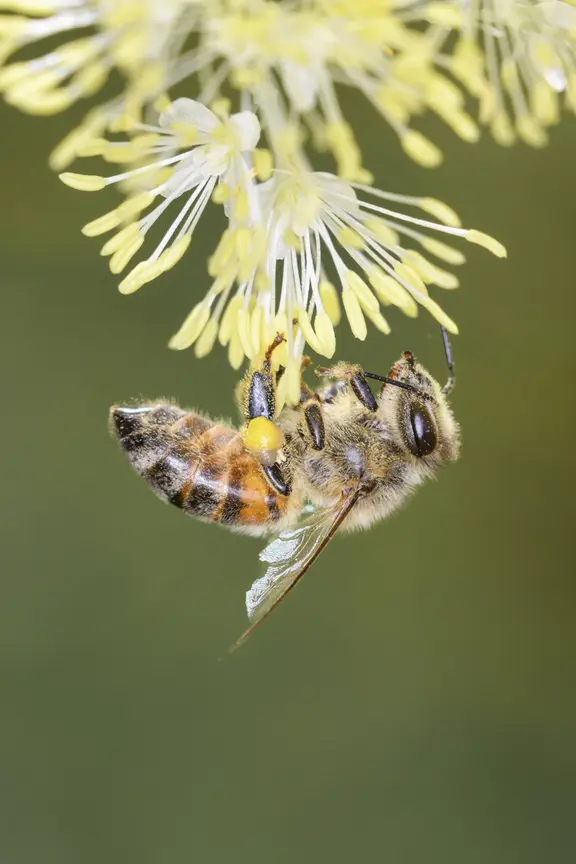 Gelbe Wiesenraute ist Blume des Jahres 2027
