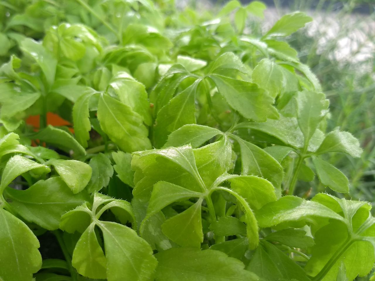 welchen dünger für tomaten im kübel Tomatendünger Bio flüssig 2 Liter (2x1L) main image 0