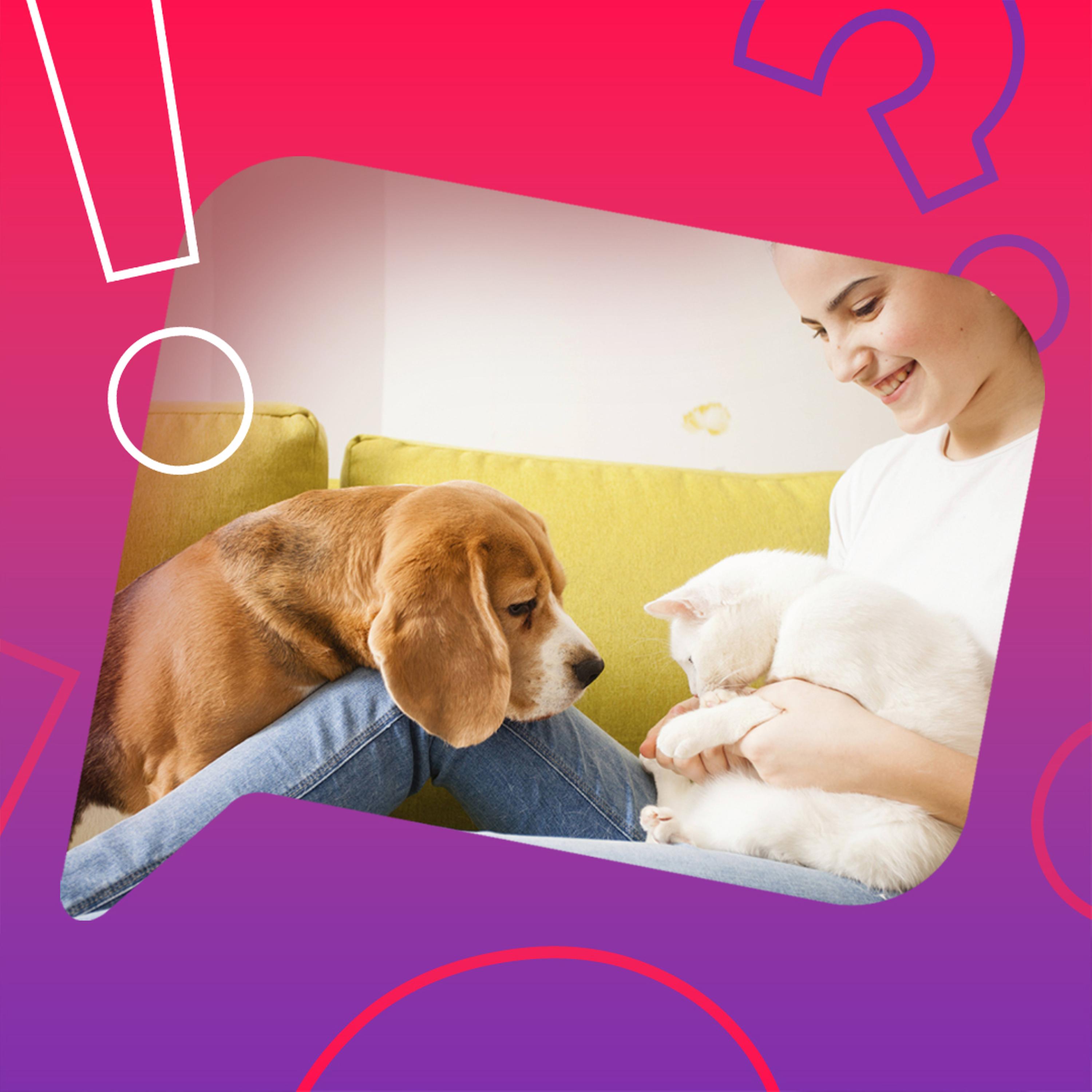 Lieben uns Hunde mehr als Katzen? episode artwork