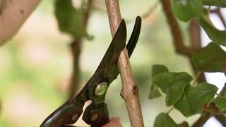 Fuchsien vor dem Winter zurckschneiden