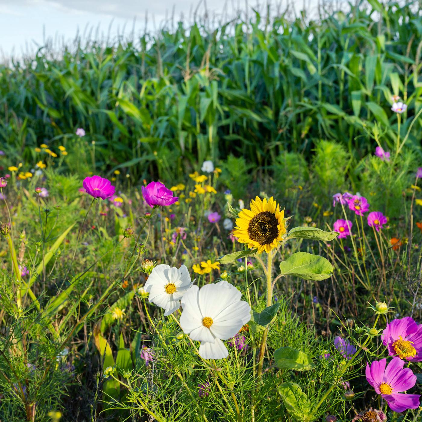 Blhstreifen an Feldern: Die richtigen Wildblumen locken hunderte Arten von  Wildbienen | mdr.de