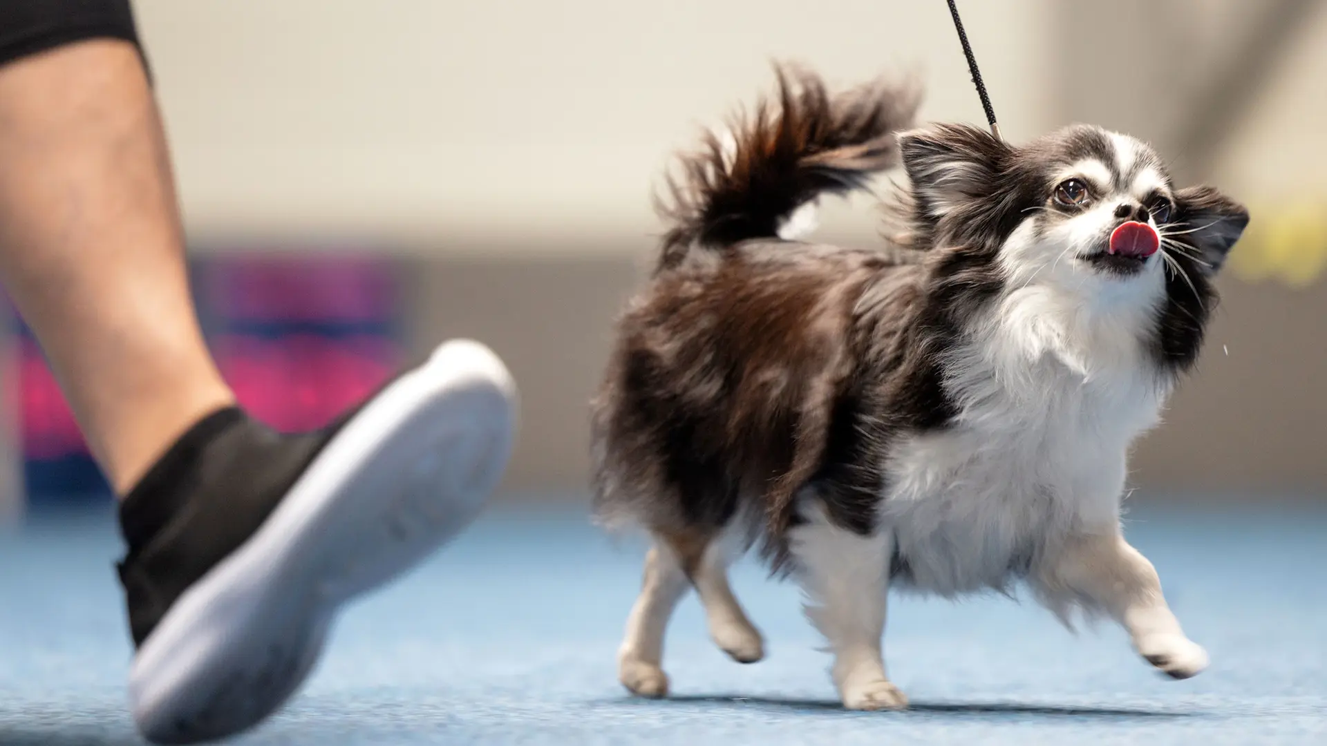 Sebnitz: Zwei Chihuahuas sterben nach Streit von Hundebesitzern