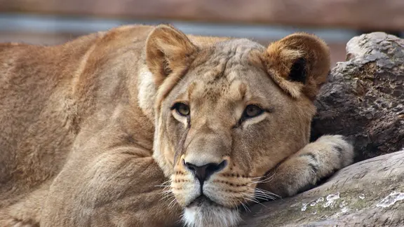 Löwin Layla im Dresdner Zoo