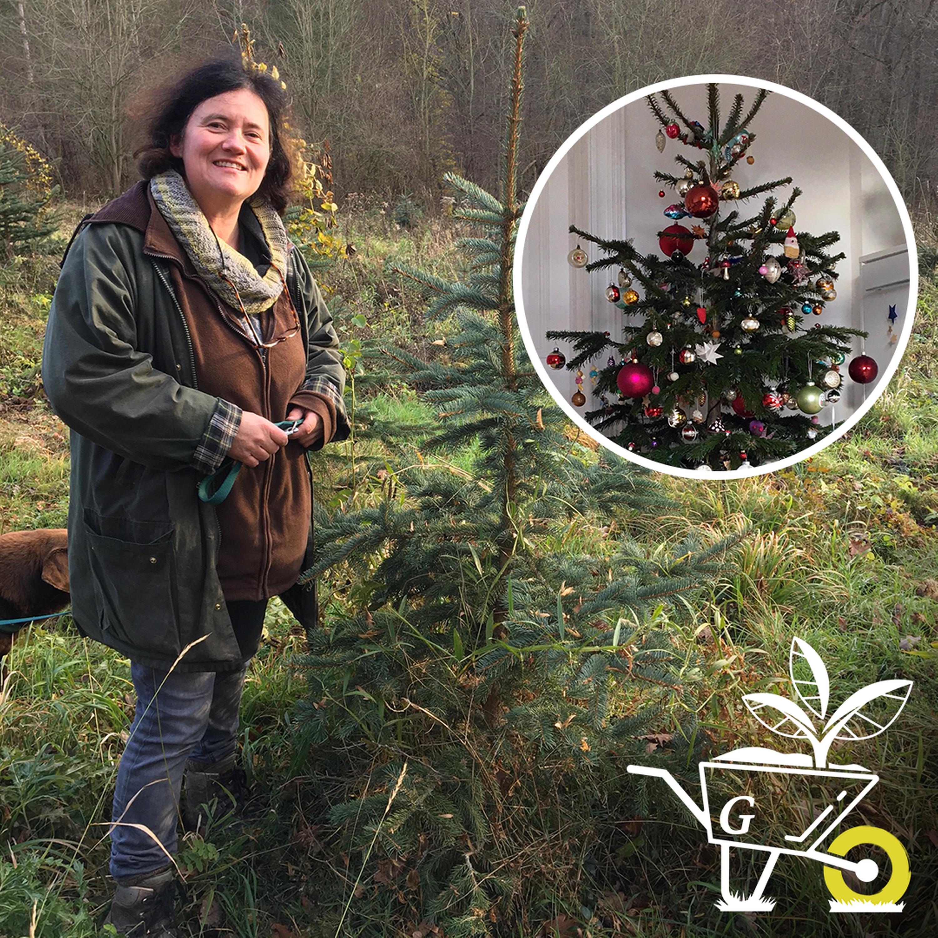 #22: Was macht einen nachhaltigen Weihnachtsbaum aus? episode artwork