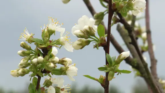 sah-gartensommer