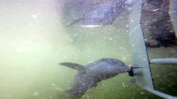 Delfin