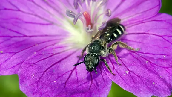 Furchenbiene oder auch Schmal-Biene (Lasioglossum cf. costulatum, Lasioglossum spec), beim Blüenbesuch