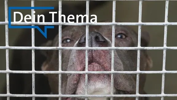 "Bailey", ein American Staffordshire Terrier Mischling, steht in seinem Käfig im Tierheim Süderstraße.