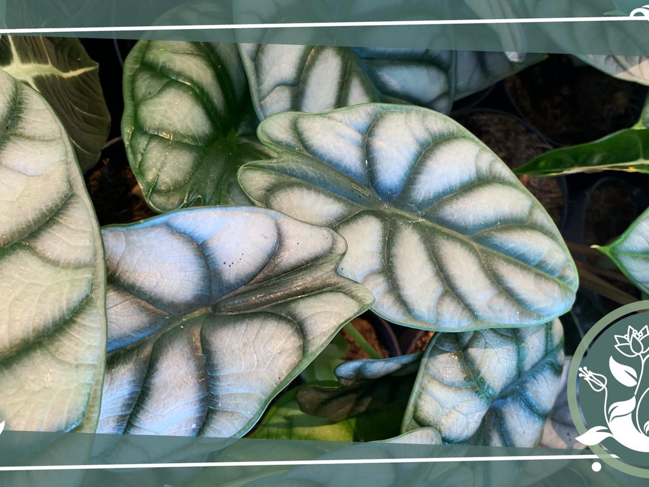 bingenheimer saatgut hamburg BIO Saatgut Wirsingkohl Vorbote 3  Biogartenladen