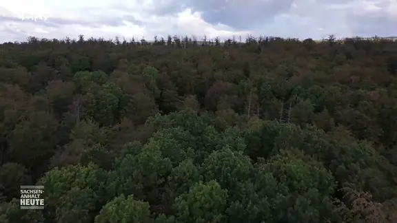 Ein Waldstück bei Stolberg im Harz