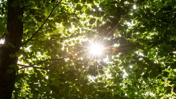 Die Sonne scheint durch Bäume.