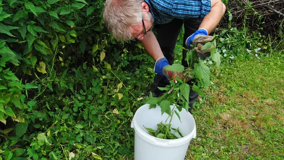 Beinwelljauche als Dnger fr Gemse im Sommer herstellen | mdr.de