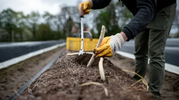 Eine Person auf einem Spargelhof beim Stechen von weißem Spargel