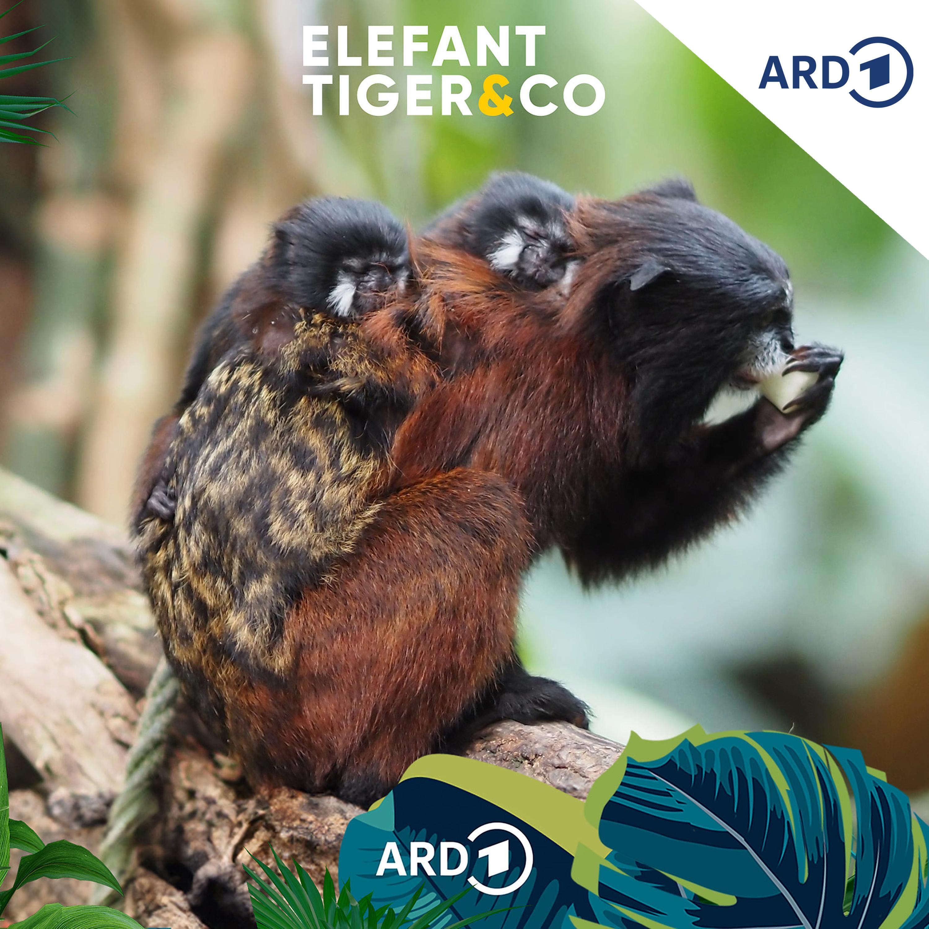 Rotschulter-Tamarin - klein und emanzipiert episode artwork