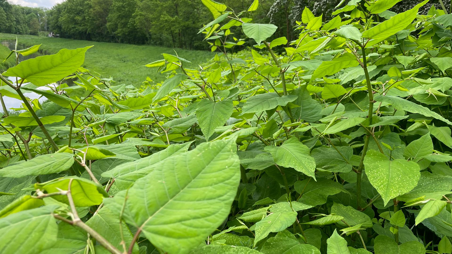 Japanischen Staudenknterich aus dem Garten entfernen
