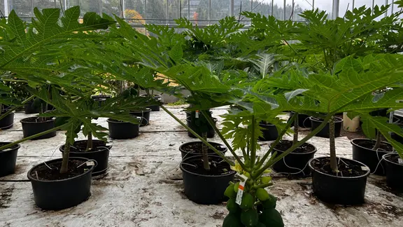 Papaya anbauen, pflegen und ernten | mdr.de