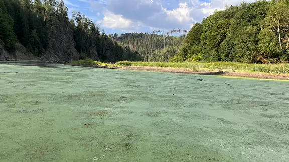 Blaualgen auf dem Bleilochstausee