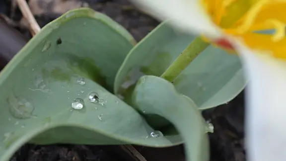 aloe polyphylla kaufen Bellfarm® Aloe Polyphylla Seeds, Spiral Aloe – MUCIAKIE
