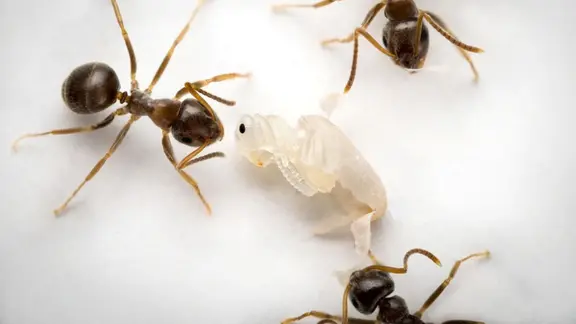 Wenn eine Ameisenpuppe ihren bevorstehenden Tod aufgrund einer unheilbaren Infektion signalisiert, packen die Arbeiterameisen sie aus ihrem Kokon aus und desinfizieren sie, was zu ihrem Tod führt.