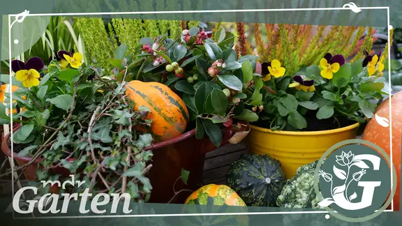 blumenkasten hecke Fertighecke ECO – Natürlicher Sichtschutz aus 7 heimischen Pflanzen, Maße  180x120 cm – Efeuria, die Gartenhecken aus Efeu main image 1