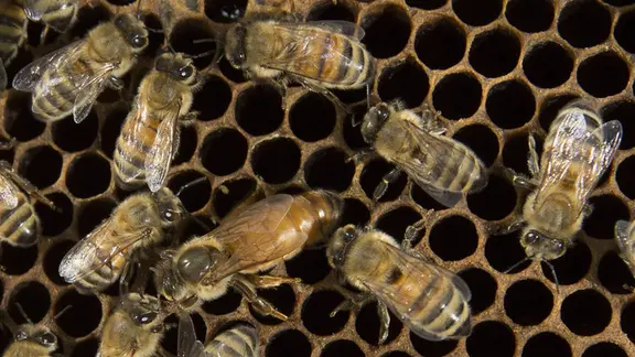 Ein Bienenschwarm, in deren Mitte eine Königin zu sehen ist