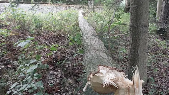 Ein von einem Biber umgenagter Baum.