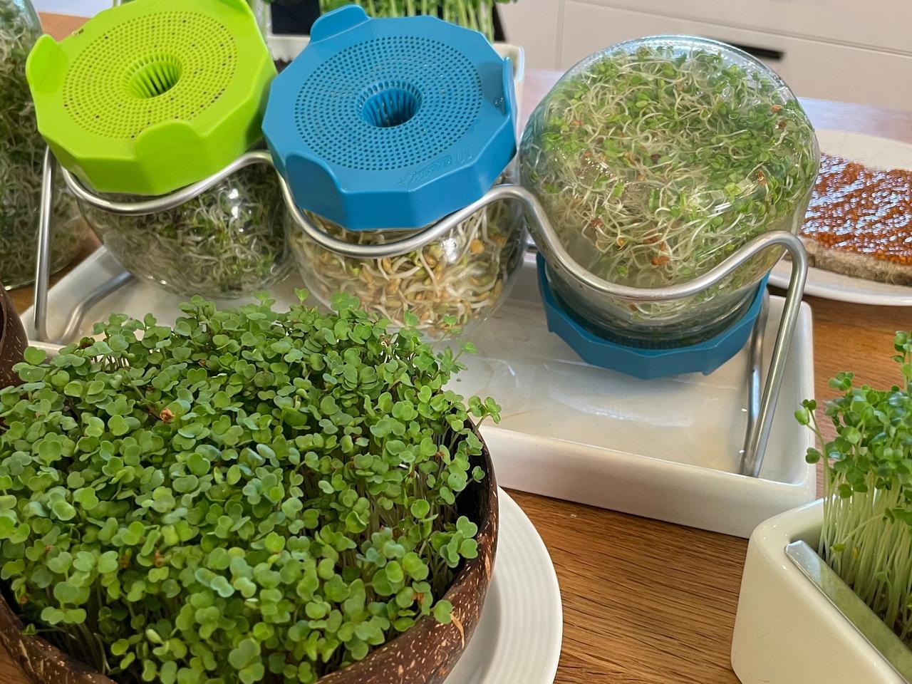 Microgreens anbauen, ernten und verwenden