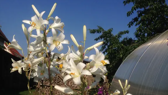 Lilien im Garten pflanzen, pflegen und vermehren | mdr.de