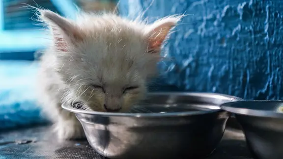 Ein Kätzchen trinkt aus einem Napf in einem Waisenhaus für Katzen.