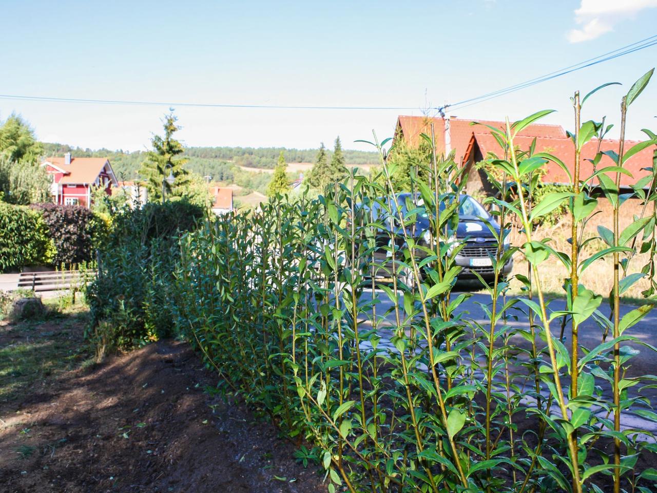 Liguster: Heckenpflanze fr Vgel und Bienen | mdr.de