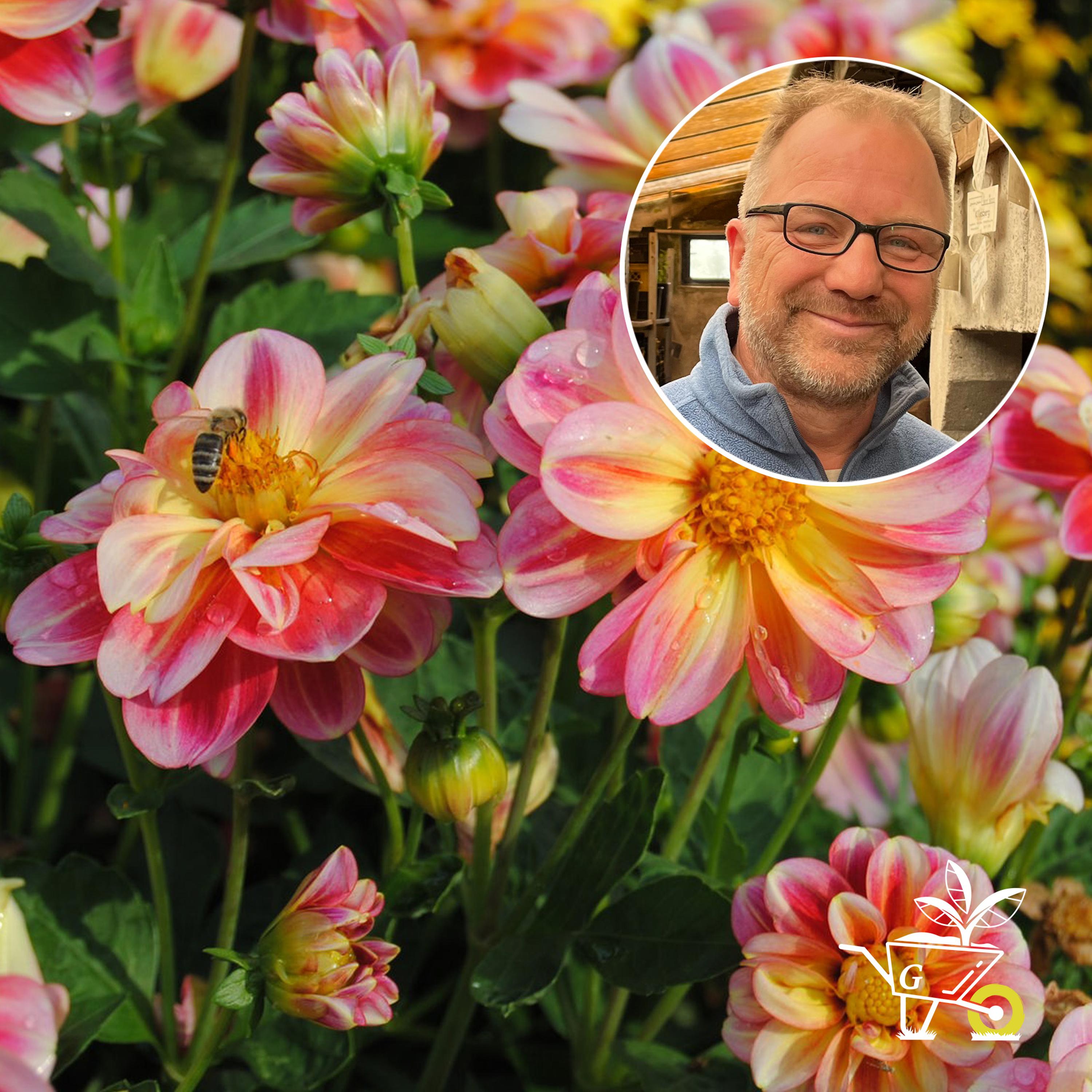#32: Dahlien im Garten pflanzen und richtig pflegen episode artwork
