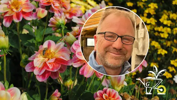 Dahlien: pflanzen, pflegen, berwintern und vermehren | mdr.de